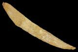 Fossil Shark (Hybodus) Dorsal Spine - Morocco #106539-1